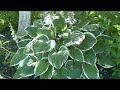 Хоста Фрэнси - Hosta Francee с белой каймой