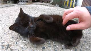 【猫島】黒子猫がゴロンと寝転がり、お腹をモフらせてくれる