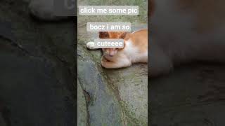 #comedy  #comedycats #pets  take. my some pics bocz iam so cute