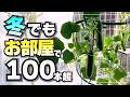 秋冬にお部屋でミニきゅうりが100本以上収穫出来た！簡単100均水耕栽培！