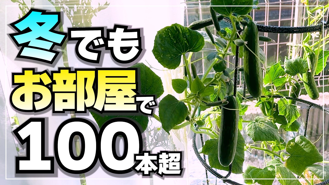 Harvested Over 100 Mini Cucumbers Indoors During Fall and Winter