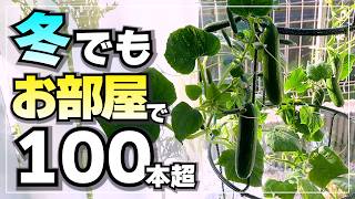 2026 Edition] Top 5 Recommended Vegetables to Plant in Your Home