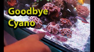 How to get rid of red slime algae