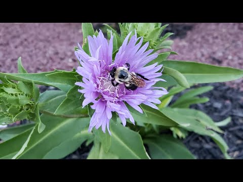 Video: Growing Stokes Asters: informazioni sulla pianta di Stokes Aster