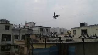 Pune Racing Pigeons 42 Wings Pigeon Loft.2017