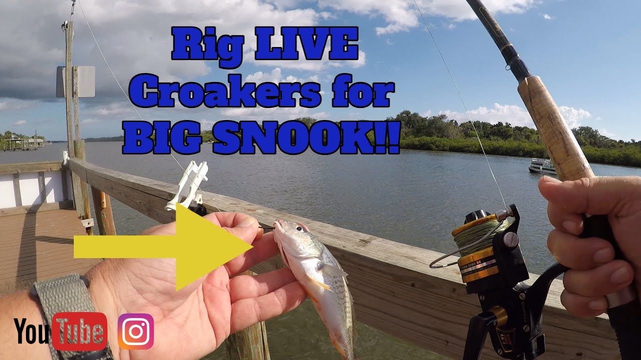 Rig LIVE CROAKERS for BIG SNOOK!!