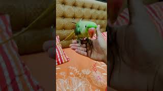 Hand Tamed Raw Night Time needsupport owncontent parrot bird viral subscribe animals pets