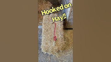 How to Use a Hay Hook For Handling Square Bales #hay #haybales #loadingandunloadinghay