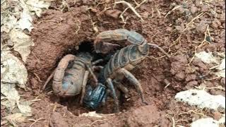 However this is just the beginning as more scorpions soon follow crawling #scorpion #animals 