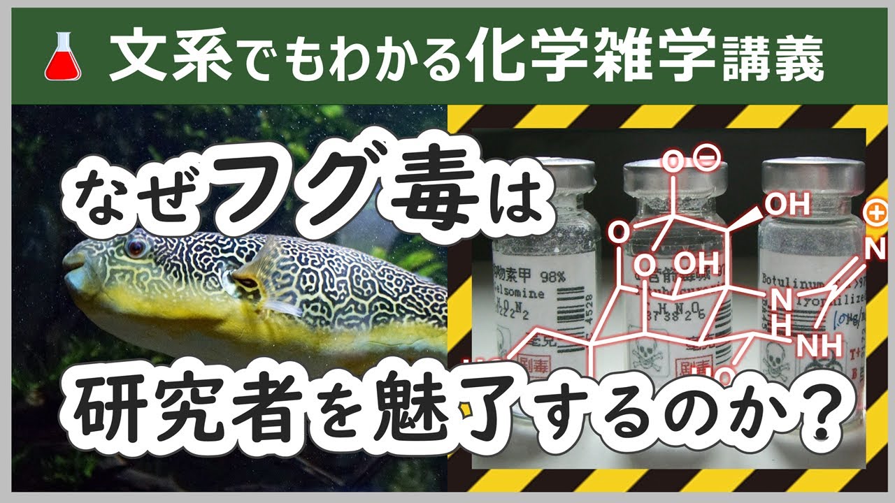 フグ毒に命を懸けた日本人研究者たち【テトロドトキシンの物語】
