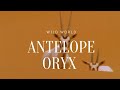 antelope oryx | documentary