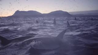 Orcasm in Norway  Biggest gathering of killer whales ever filmed