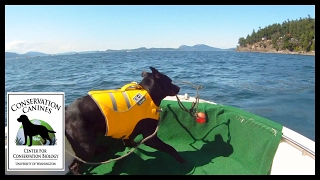 Tucker Finds Orca Scat!