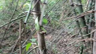 35 Acre Land With Bamboo Farm For Sale In Hoshiarpur Punjab 9316167007