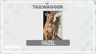 Tuesday Tailwagger: Meet Hazel