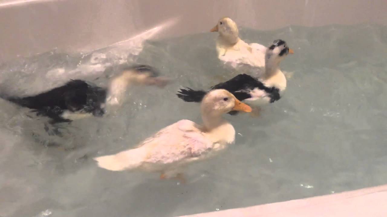 Cute Ducks In Bathtub YouTube