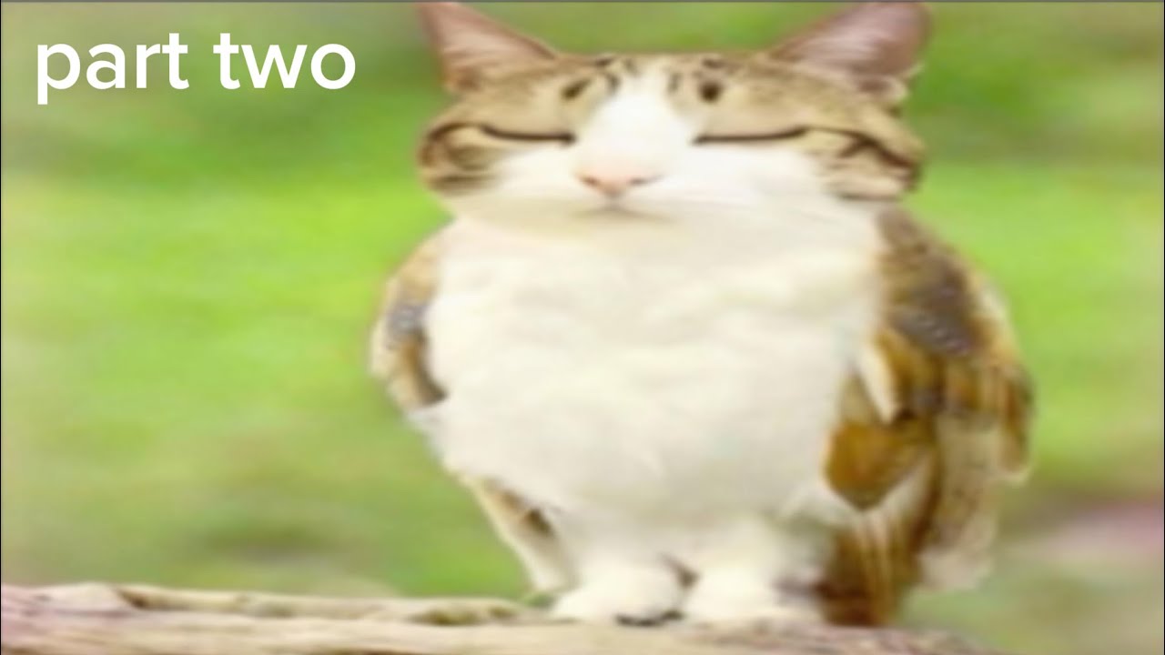 asmr tiktoks i’ve accidentally fallen asleep to part two