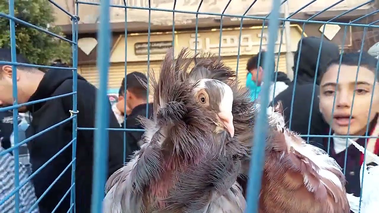 ينهار ابيض علي سوق المحله الكبرى والاسعار 