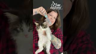 Popular Monster Maine Coon Kitten 8 Weeks Old - Personality Assesment by Sassy Koonz Maine Coon Cattery 547 views 1 year ago 2 minutes