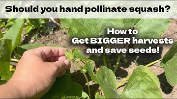 How to Hand Pollinate Your Squash for Seed Saving and BIGGER Harvests!