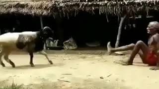 Kondoo na babu fight