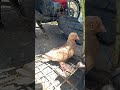 Merpati Unik Kayaq Mahluk ALIEN
