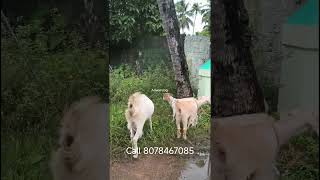 ആടുംകുട്ടികളും വിൽപ്പനക്ക് ഡെലിവറി ഉണ്ട്#anwarvlog #goat #shortsvideo#goatfarming #goatmarketkerala