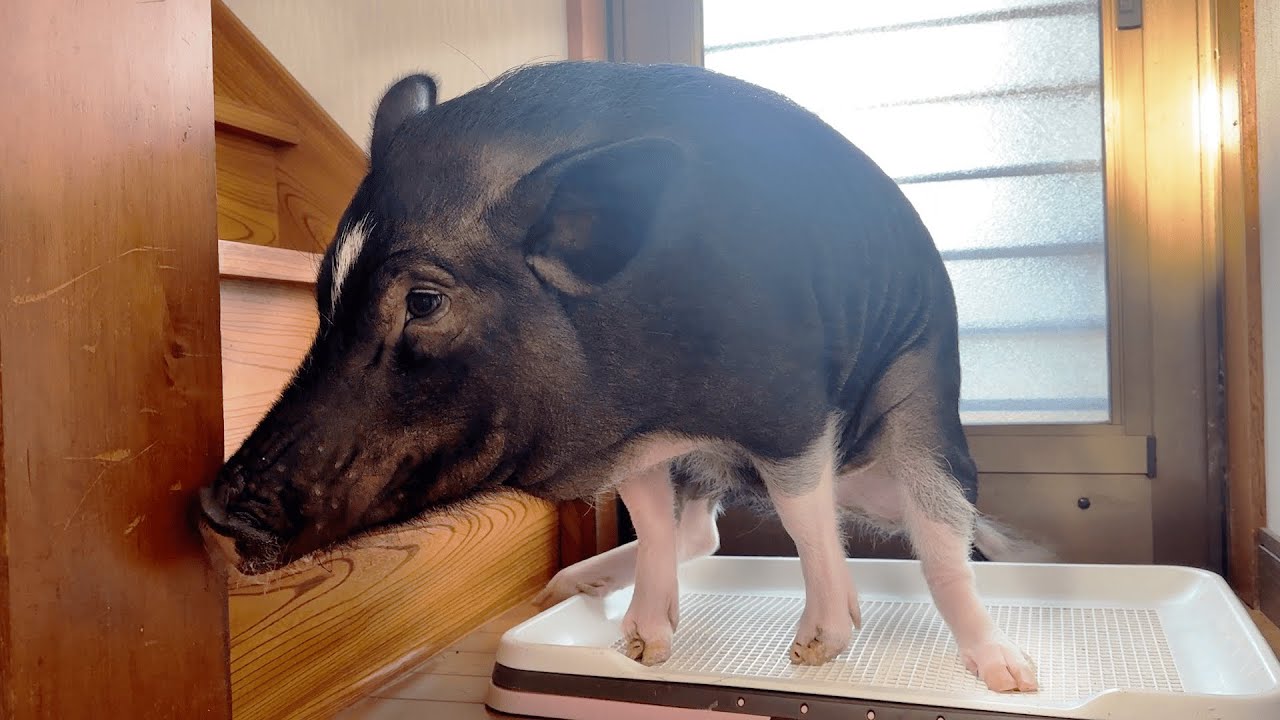 ブタのトイレって犬猫と何が違う？ブタが見せた賢すぎる行動がこちら！