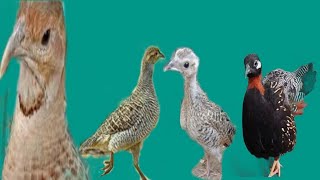 Teetar Mandi  Sindhi Teetar Mandi  Irani Dakhni Kala Teetar  Teetar Chicks  Birds Sale Markeet