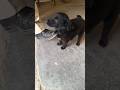 Cutee black dog 🐕🐶#dog #animals #viral #birds #indoorbreeding