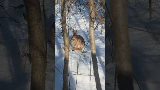 rabbit in the snow #wildlife #winterseason #nature