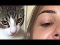 絶対に笑う 世界一おもしろい猫動画まとめ 2026 