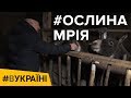 «Ослина мрія». В Україні роблять найдорожчий сир у світі? | #ВУКРАЇНІ