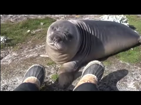 Interstellar seal