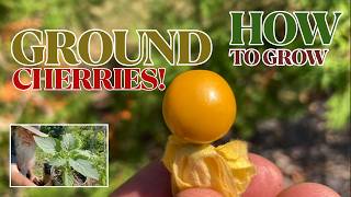 GROUND CHERRIES! HOW TO GROW! ABUNDANT FRUIT You Grow Like a Vegetable! Plant Once Harvest Forever!