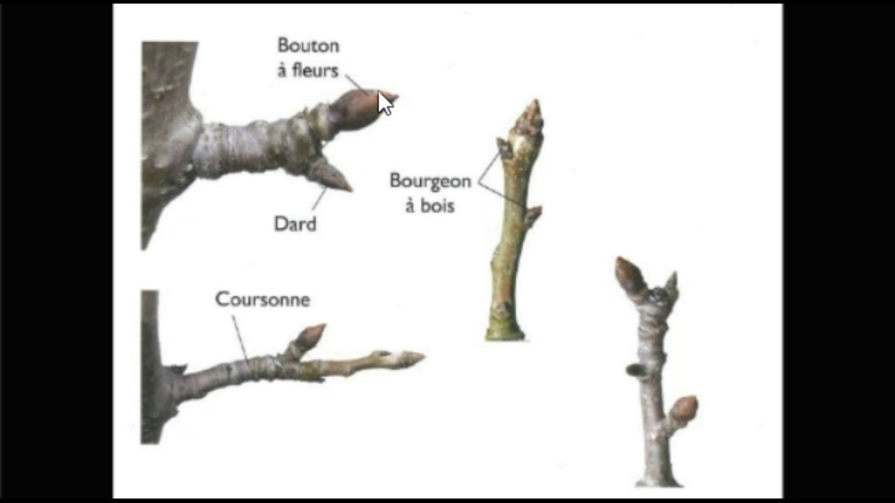 تعلم تقليم التفاح في الشتاء مع المهندس اشرف وهدان