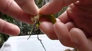 ハエトリソウ 植え替え Youtube