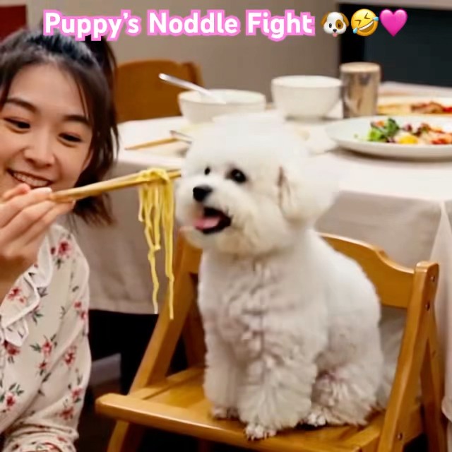“Chopstick Challenge Gone Cute | Pomeranian Foodie”🩷🐶#shorts
