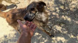 I Rescued Sara and Mara From Anatoli Village ❤️ Look at Them Now 😍 - Takis Shelter