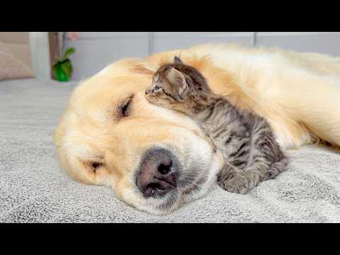 Tiny Kitten Raised by a Golden Retriever Thinks It’s a Puppy!!