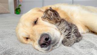 Tiny Kitten Raised By A Golden Retriever Thinks It’s A Puppy