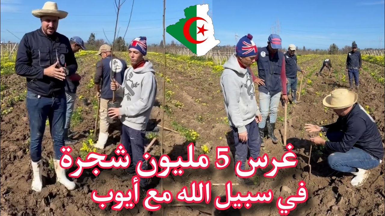 حملة غرس 5 مليون شجرة مشتلة أيوب تقوم بالغرس مجانا لدعم الشباب على زراعة الاشجار المثمرة 