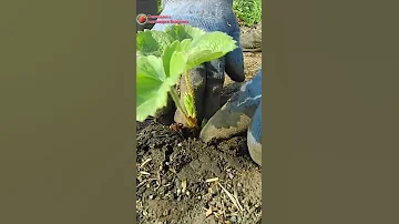 Быстрые способы посадки клубники