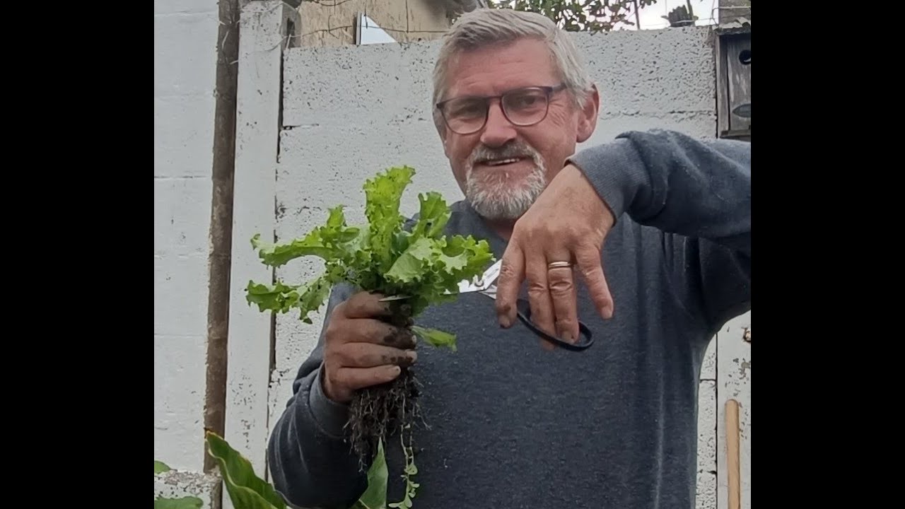 le 23/07/2025 : technique de repiquage de chicorée