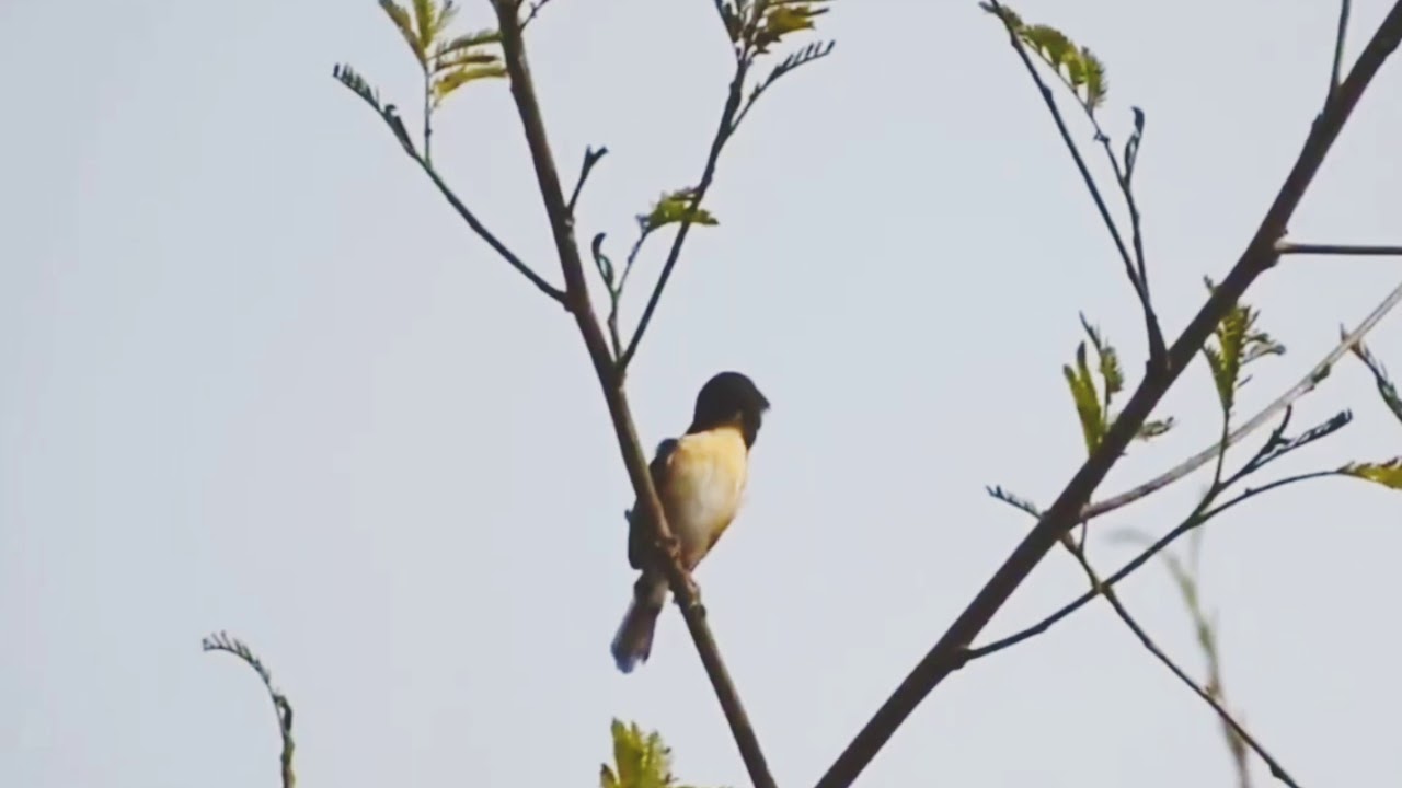 Ashy Prinia - Sound Call 