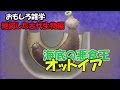 【グロ注意?】おもしろ雑学（音声入り）　絶滅した古代生物編②　オットイア  こたっちゃんねる