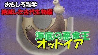【グロ注意?】おもしろ雑学（音声入り）　絶滅した古代生物編②　オットイア  こたっちゃんねる