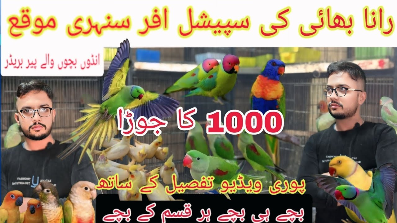 رانا بھائی کی سپیشل افر سنہری موقع بچے ہی بچے #breedingpair @Pakistanlahorepets 🙂##birds 