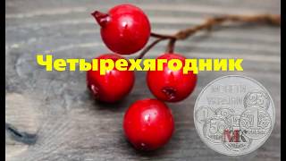 Четырехягодник. Редкая. Почему?