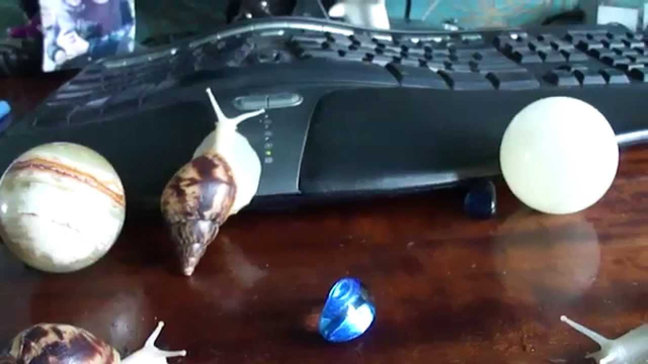 Улитки ахатина ретикулята альбино боди х3 - YouTube